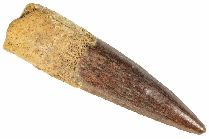 Bargain, Spinosaurus Tooth - Real Dinosaur Tooth #191323